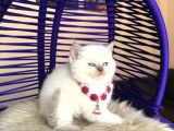 British shorthair bluepoint