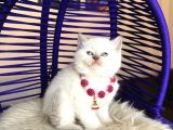 British Shorthair Bluepoint