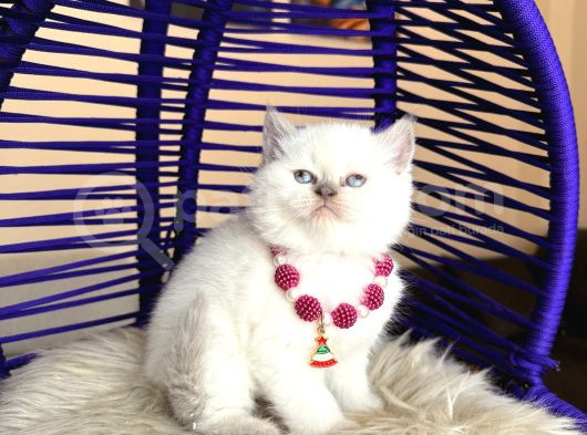 British Shorthair Bluepoint görsel