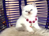 British Shorthair Bluepoint