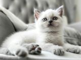 Safkan Bri̇ti̇sh Sorthai̇r Bluepoi̇nt Efsane Yavrular