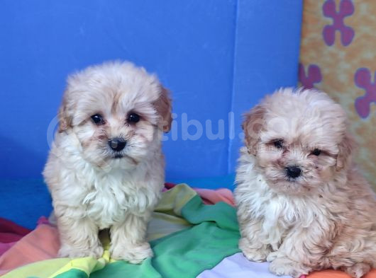 Kore Kan A Kali̇te Malti̇poo Yavrular görsel