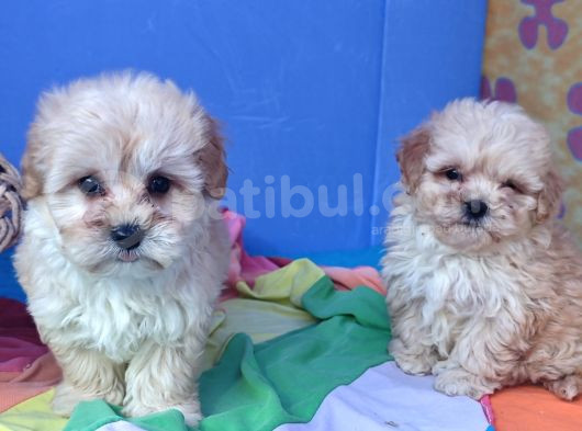 KORE KAN A KALİTE MALTİPOO YAVRULAR