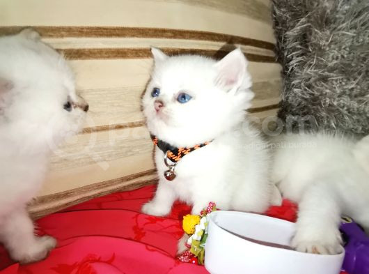 Yumuşak Huylu Kedicikler görsel