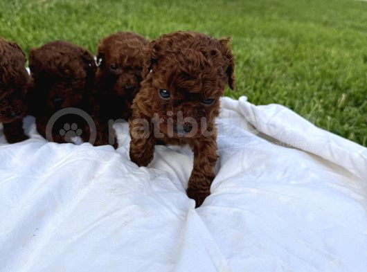 Teacup Kore Poodle Bebekler görsel