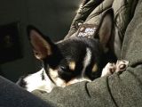 Orjinal Elma Kafa 6 Aylık Erkek Yavru Chihuahua