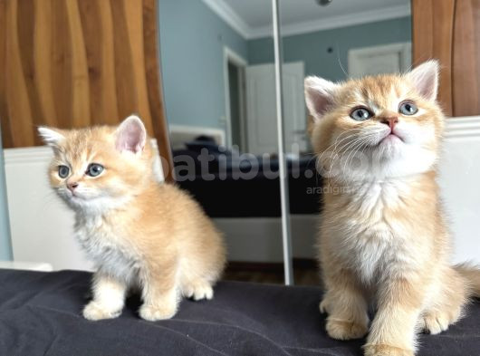 British Shorthair Ny12 görsel