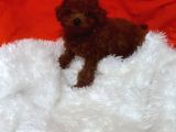 Toy Poodle Anne Altindan