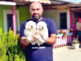 Peki̇nez Yavru