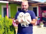 Peki̇nez Yavru