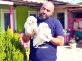 Peki̇nez Yavru