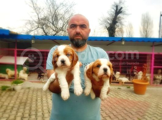 Cavali̇er Ki̇ng Charles Yavrusu görsel