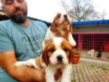 Cavali̇er Ki̇ng Charles Yavrusu