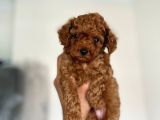 Red Brown Kore Toy Poodle Bebeklerim