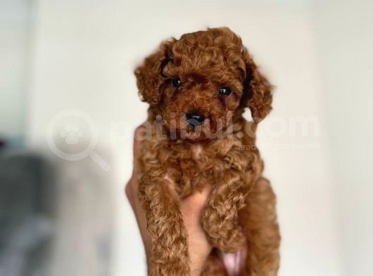 Red Brown Kore toy poodle bebeklerim