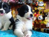 Burkem Ailesinden A Kalite Border Collie Bebekşerimiz