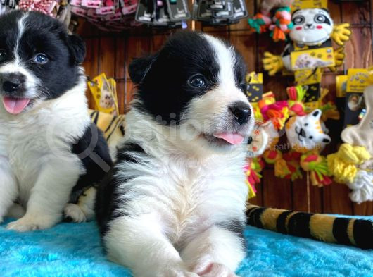 Burkem Ailesinden A Kalite Border Collie Bebekşerimiz görsel