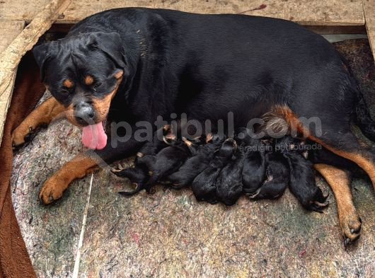 Üst Kalite Rotweiler görsel