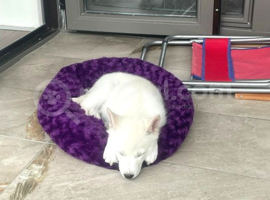 4 Aylık Dünya Tatlısı Husky
