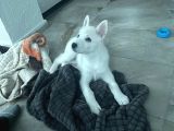 4 Aylık Dünya Tatlısı Husky