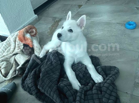 4 Aylık Dünya Tatlısı Husky görsel