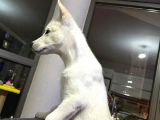 4 Aylık Dünya Tatlısı Husky