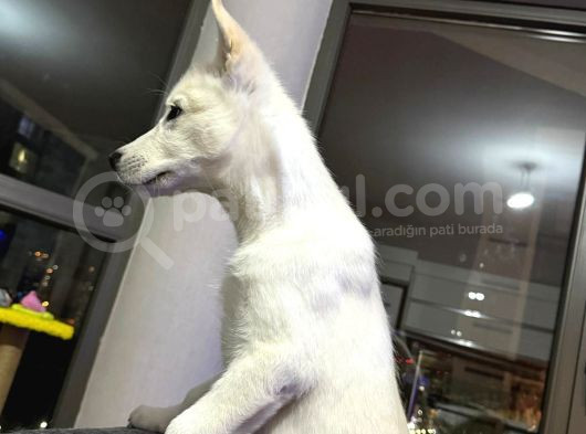 4 Aylık Dünya Tatlısı Husky görsel