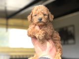 SEVİMLİ POODLE BEBEKLERİMİZ