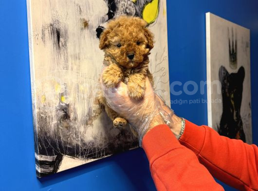 Ruhsatli Çi̇ftli̇kten Tea Cup Poodle Yavrulari görsel