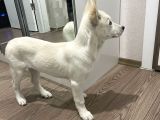 4 Aylık Dünya Tatlısı Husky