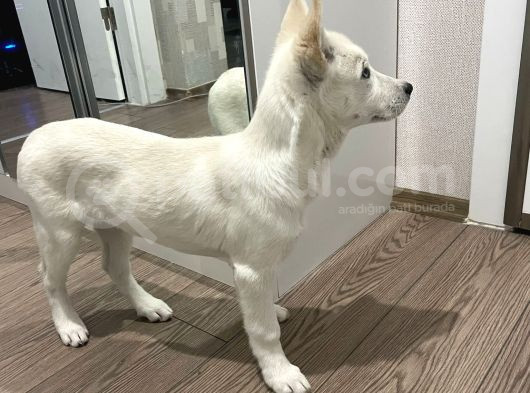 4 Aylık Dünya Tatlısı Husky görsel