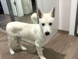 4 Aylık Dünya Tatlısı Husky