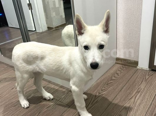 4 Aylık Dünya Tatlısı Husky görsel