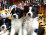 Burkem Ailesinden A Kalite Border Collie Bebekşerimiz