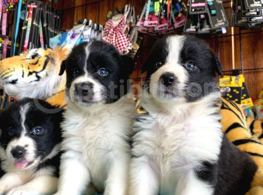 Burkem Ailesinden A Kalite Border Collie Bebekşerimiz görsel