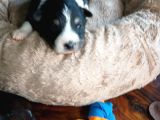 Mükemmel Kalitede Border Collie Bebekler Için Acele Edin