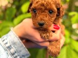 Peluş Görünüm Sağlık Ve Irk Garantili Toy Poodle