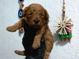 Kıvır Kıvır Orjinal Poodle Minişlerim