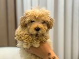 Tüy yumağı maltipoo