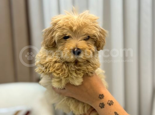 Tüy Yumağı Maltipoo görsel