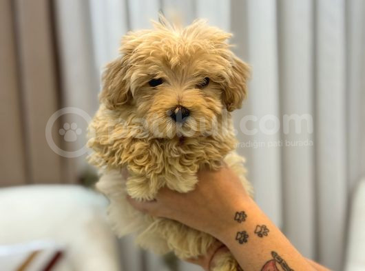 Tüy Yumağı Maltipoo görsel
