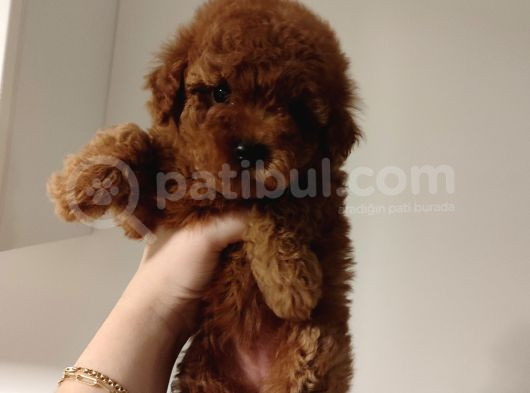 Eğitimli Toy Poodle Bebekler görsel