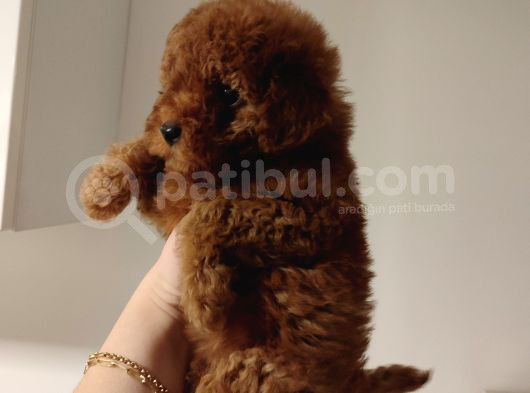 Eğitimli Toy Poodle Bebekler görsel