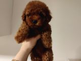 Eğitimli Toy poodle bebekler
