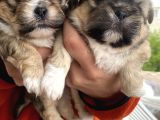 Mi̇ni̇ Boy Shihtzu Bebekleri̇m