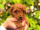 Peluş görünüm sağlık ve ırk garantili toy poodle
