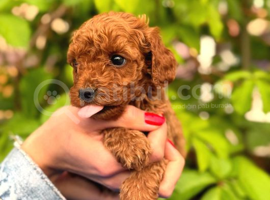 Peluş Görünüm Sağlık Ve Irk Garantili Toy Poodle görsel