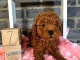Anatomi̇ Hari̇kasi Toy Poodle Bebekler