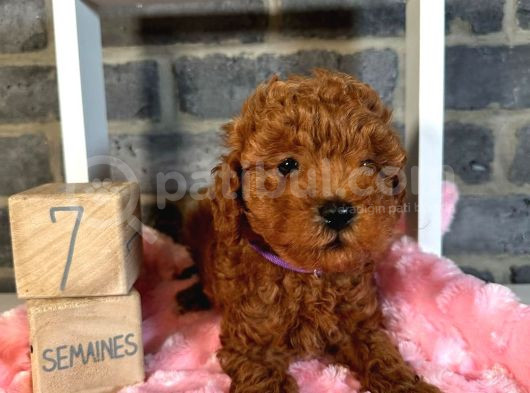 Anatomi̇ Hari̇kasi Toy Poodle Bebekler görsel