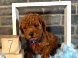 Anatomi̇ Hari̇kasi Toy Poodle Bebekler